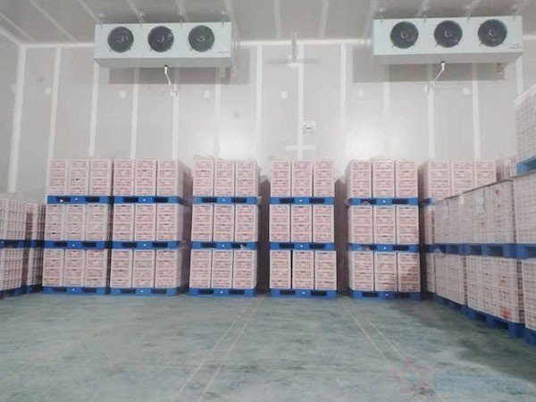 甘肅3000立方氣調(diào)果蔬冷庫(kù)建造價(jià)格